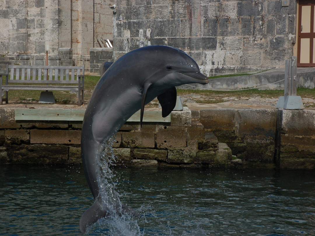 Dolphin Quest-Sandys Parish必去景点