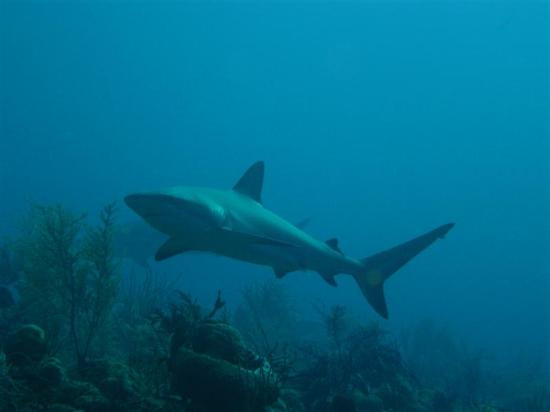 Stuart Cove's Dive Bahamas-新普罗维登斯岛必去景点