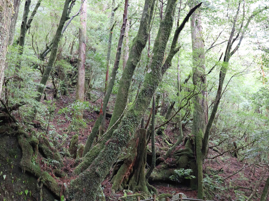 Yakusugi Land景点图片