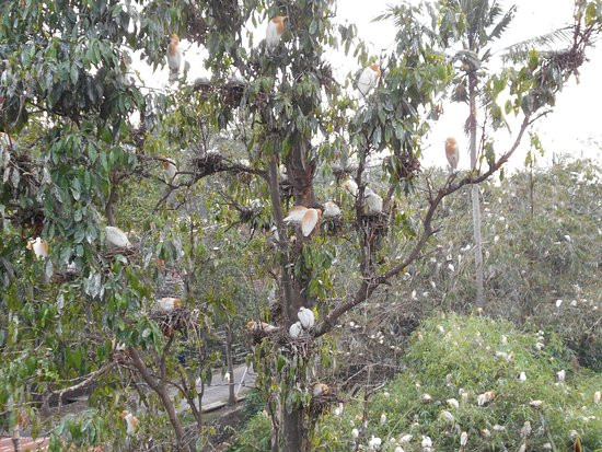 Petulu White Herons景点图片