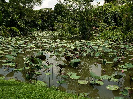 拉玛九世皇家公园-曼谷必去景点