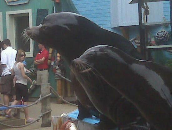 圣路易斯动物园-圣路易斯必去景点