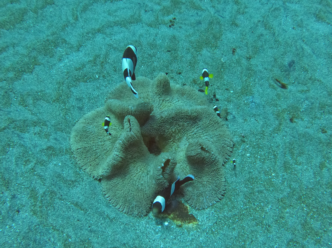 Siren Diving Lembongan-蓝梦岛必去景点