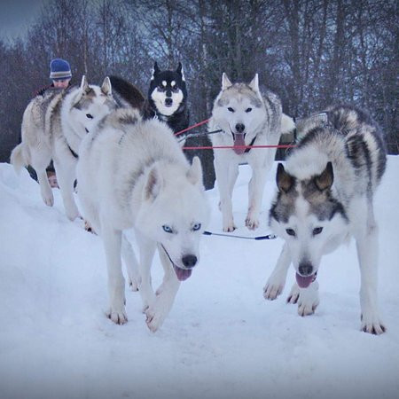 Highyard sledge dogs-Torsby必去景点