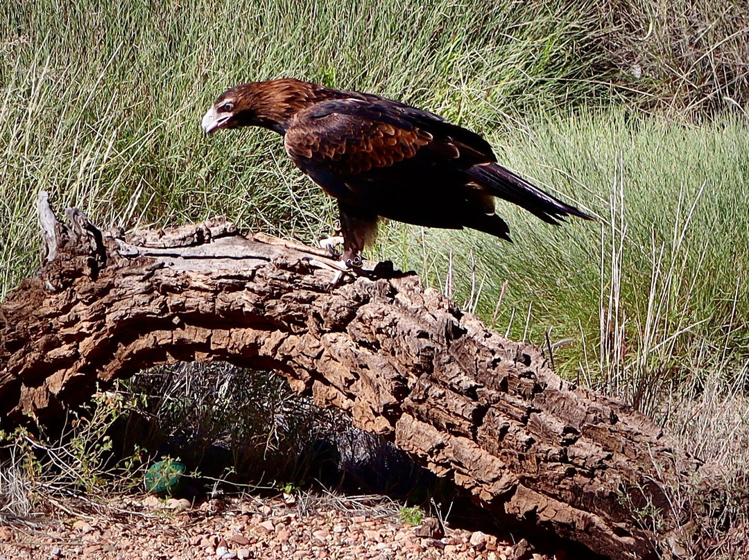 Alice Springs Desert Park-爱丽斯泉必去景点