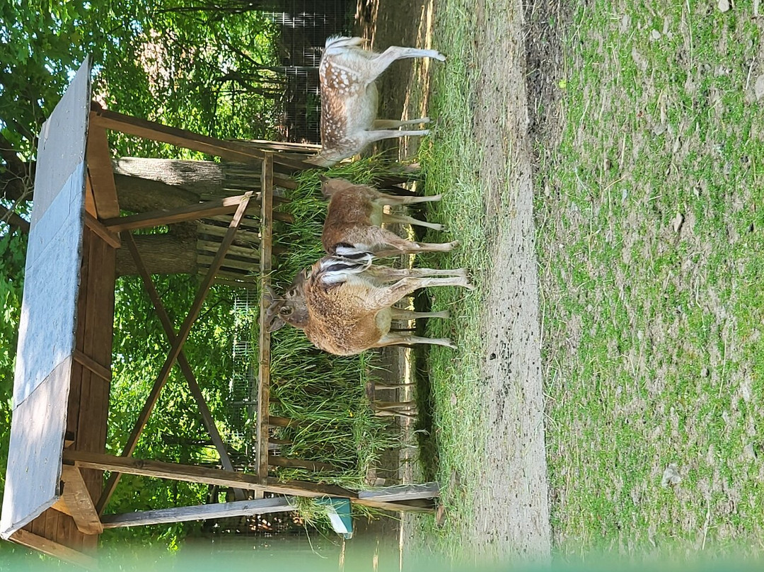 Tierpark Freiberg-弗赖贝格必去景点