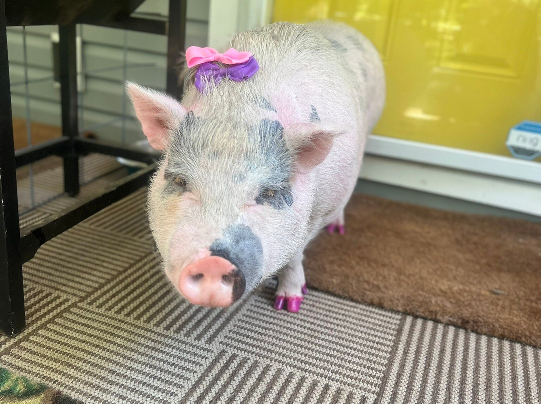 The Roost-Daufuskie Island必去景点