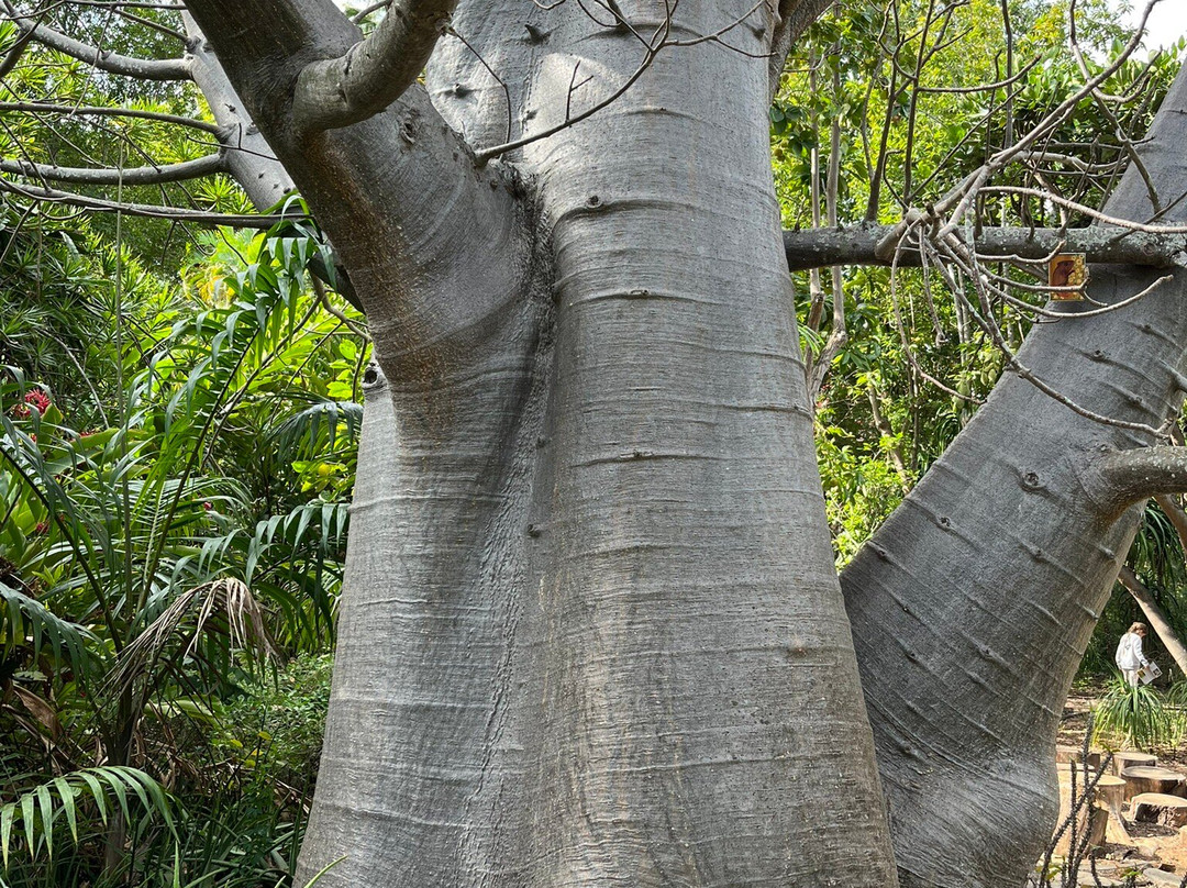 Jardin d'Eden景点图片