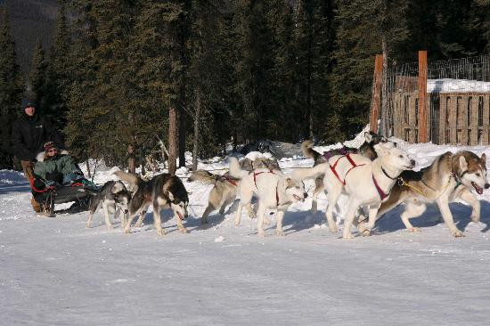 阿拉斯加第一户外旅行社-费尔班克斯必去景点