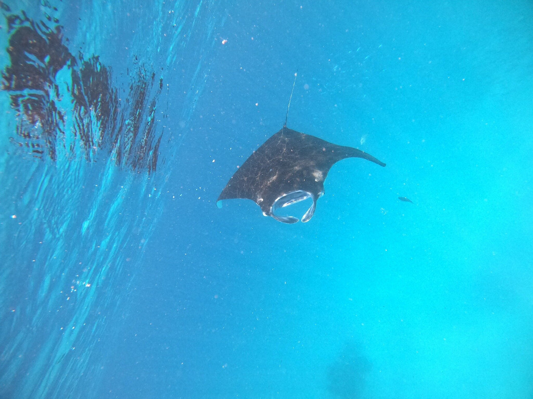 Dive Butler Finolhu-Kanufushi必去景点