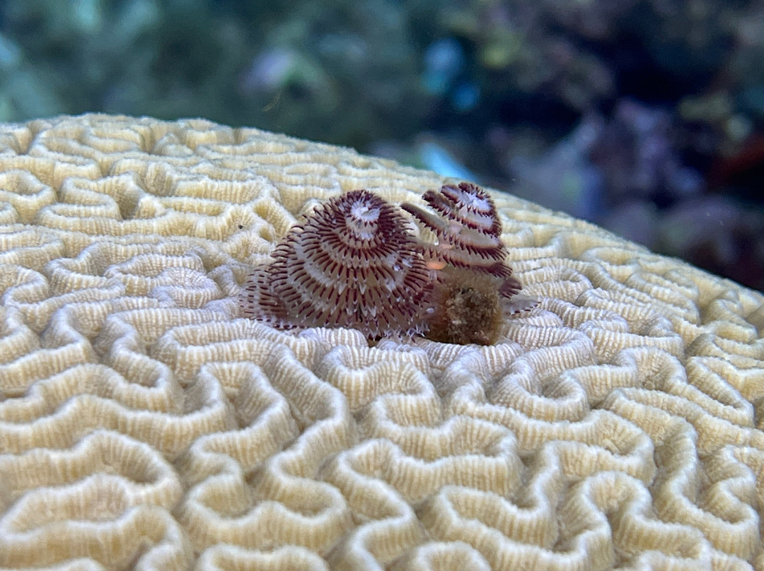 Nautica Plongee Caraibes-Pointe-Noire必去景点