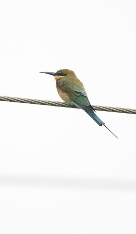 Vaduvoor Bird Sanctuary景点图片