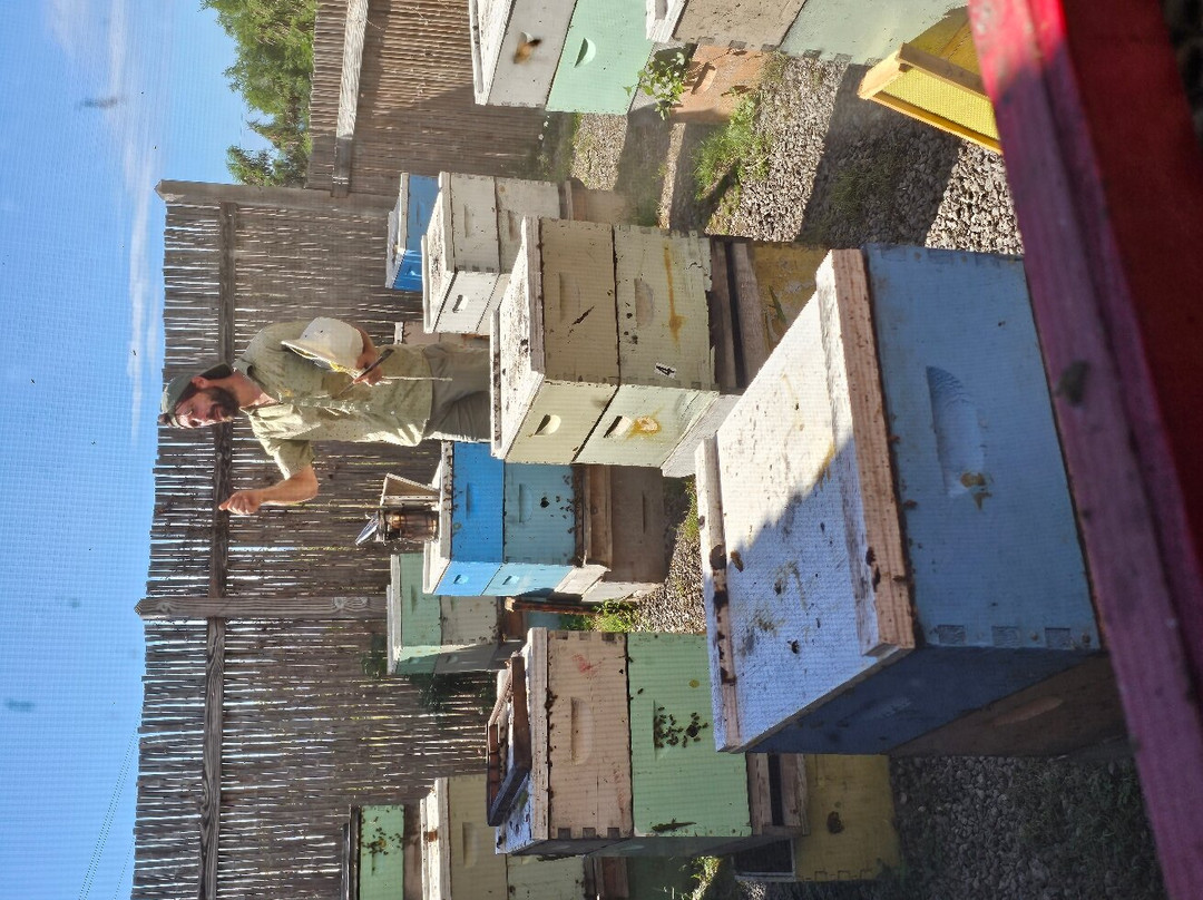 Big Island Bees-库克船长必去景点