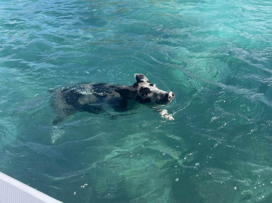 Turtle Divers-George Town必去景点