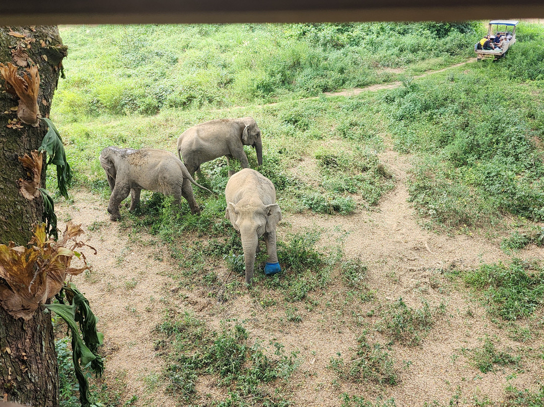 Boon Lott's Elephant Sanctuary景点图片