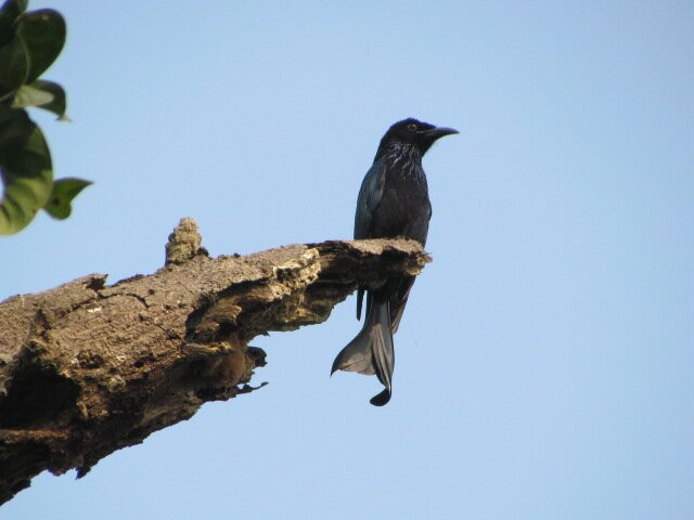 Chintamoni Kar Bird Sanctuary景点图片
