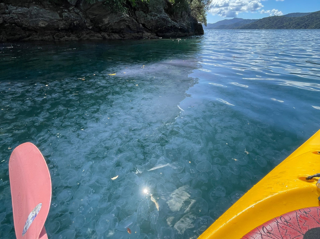 Sea Kayak Adventures景点图片