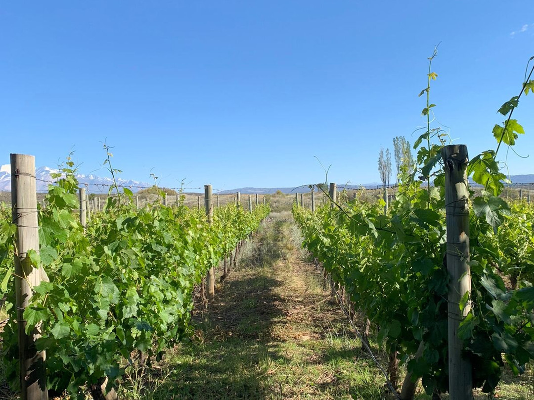 Auberge du Vin, a Tribute Portfolio Hotel, Tupungato主图