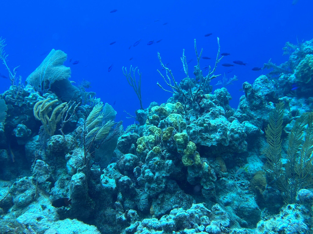 Library Reef-Grand Turk必去景点