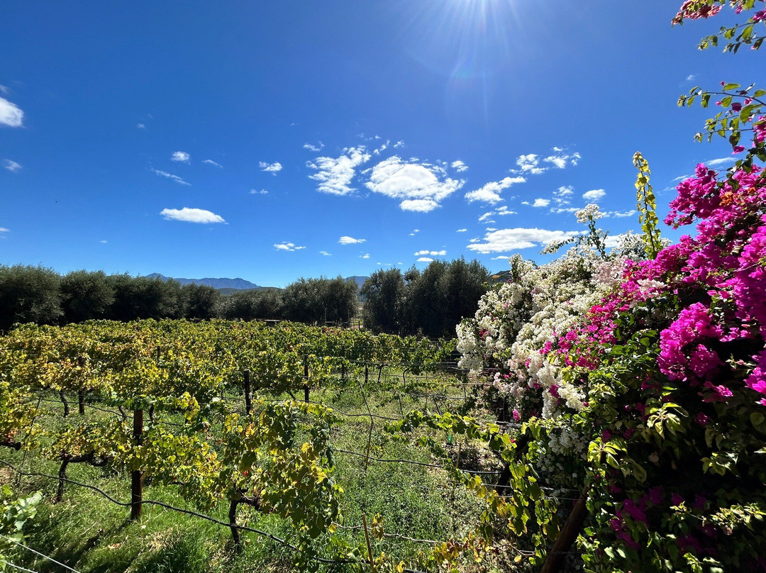 TTT Cellars-Calitzdorp必去景点