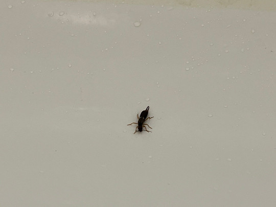 Hampton Inn Ann Arbor-South主图