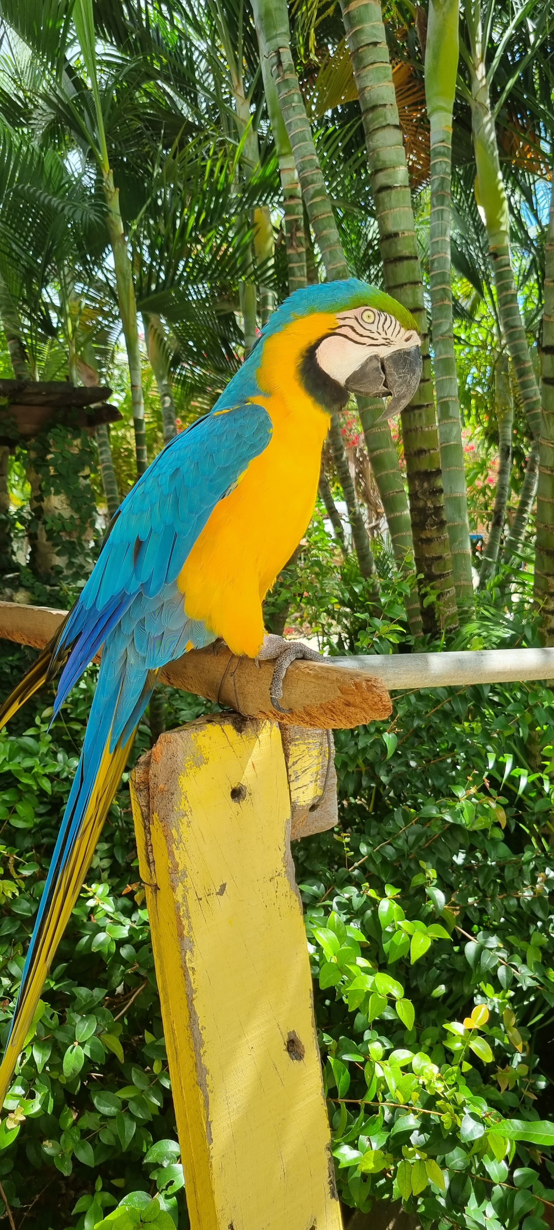 Chacara do Alemao-家庭/游戏区