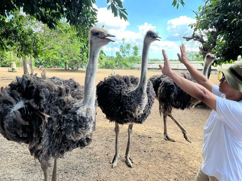 Yoki's Farm-大雅台必去景点