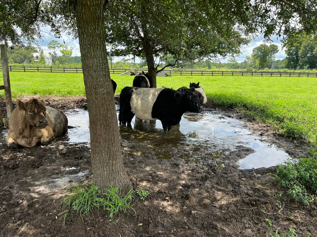The Goatery At Kiawah River景点图片