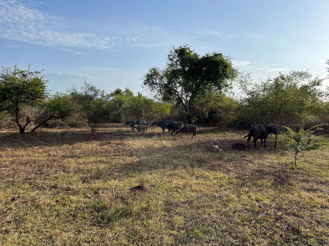 SriLanka Best Safari Udawalawe National Park-乌达瓦拉瓦必去景点