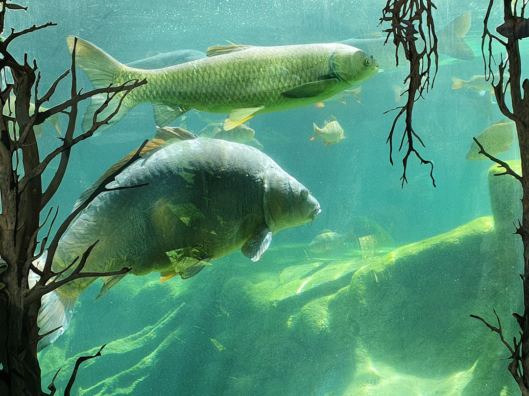 Aquarium du Perigord Noir景点图片