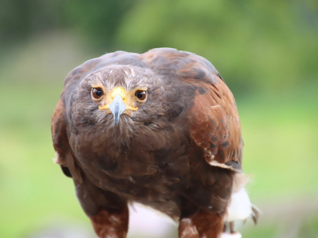 Durham Falconry Ltd-达勒姆必去景点