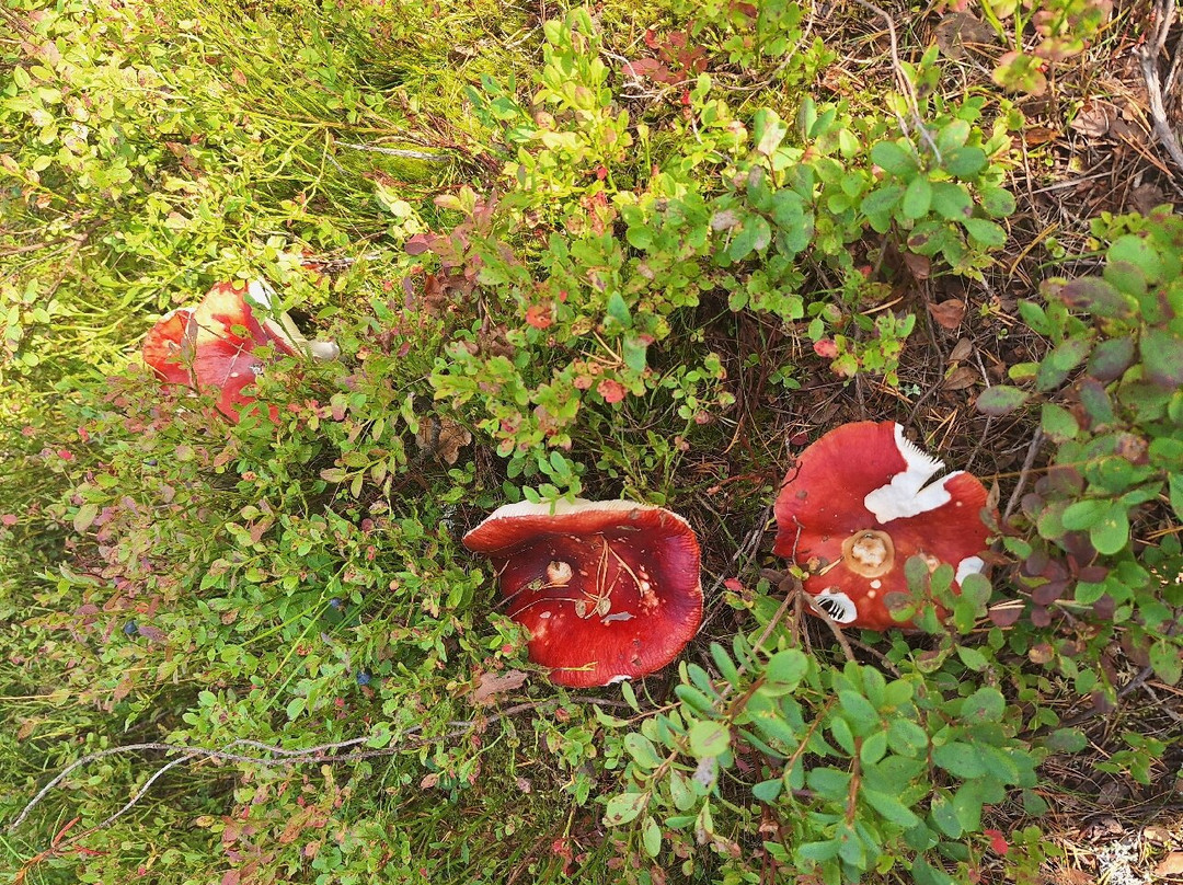 Ounasvaara Winter Trail-罗瓦涅米必去景点