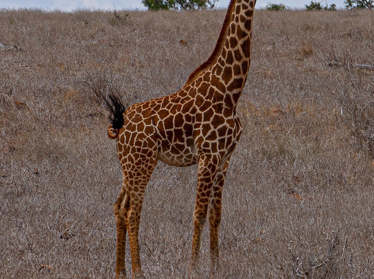 Babu Safari Kenya-瓦塔木必去景点