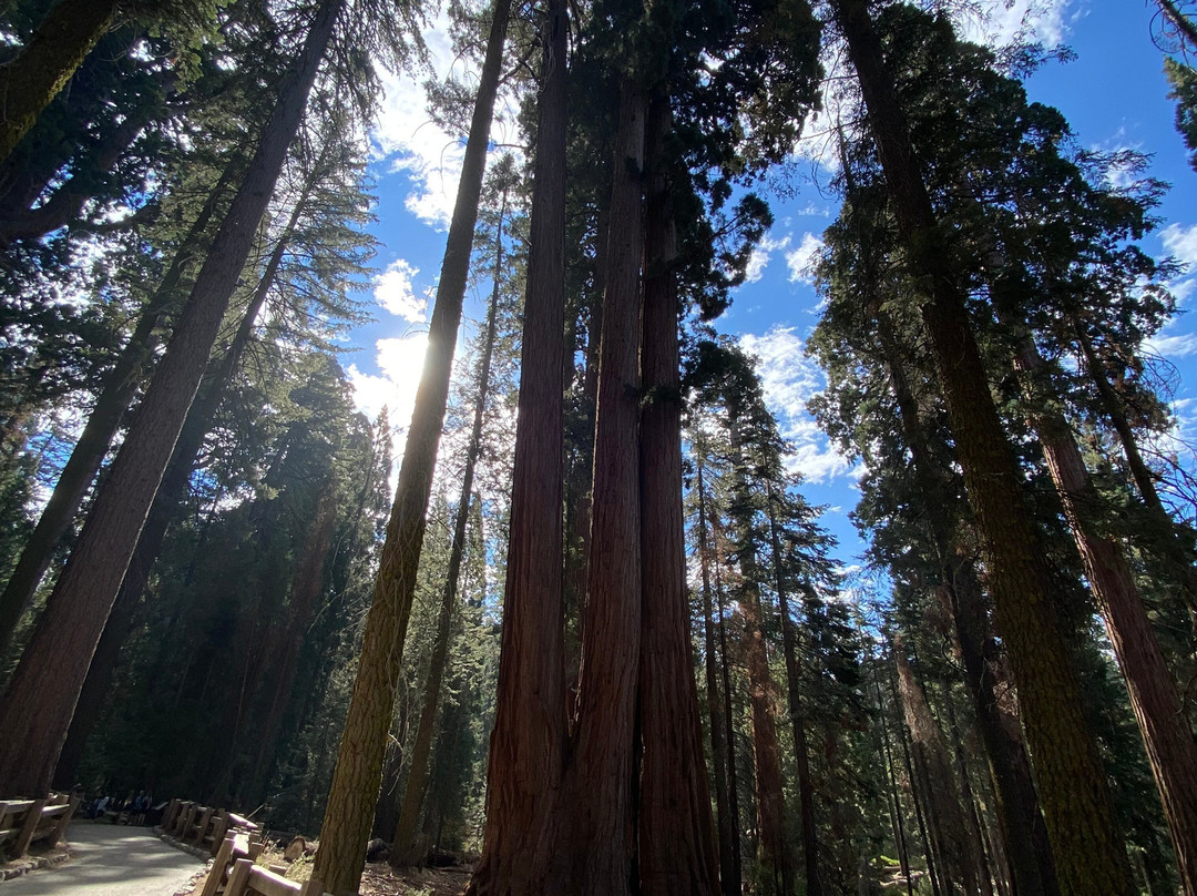 Keifer's Giant Sequoia Tours-Dunlap必去景点