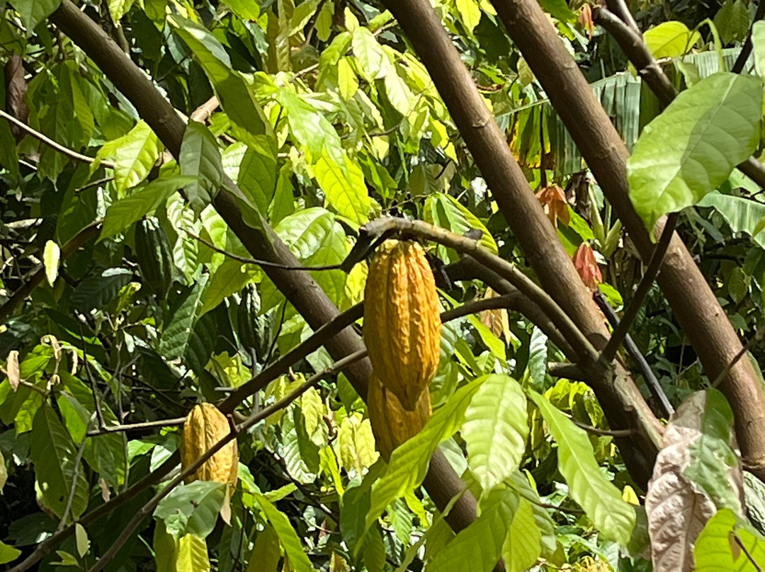 Hacienda Chocolat-法哈多必去景点