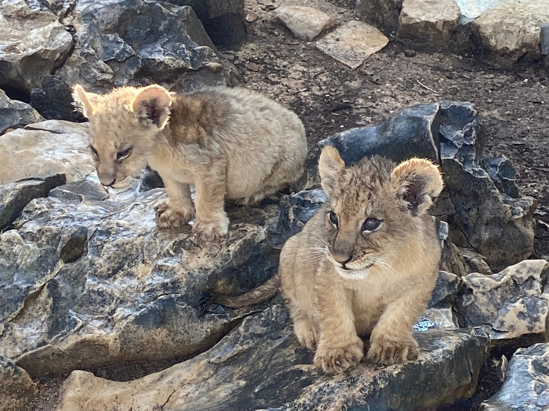 Safari Aitana景点图片