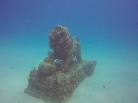 Tarpoon Lagoon Dive Center-迈阿密海滩必去景点