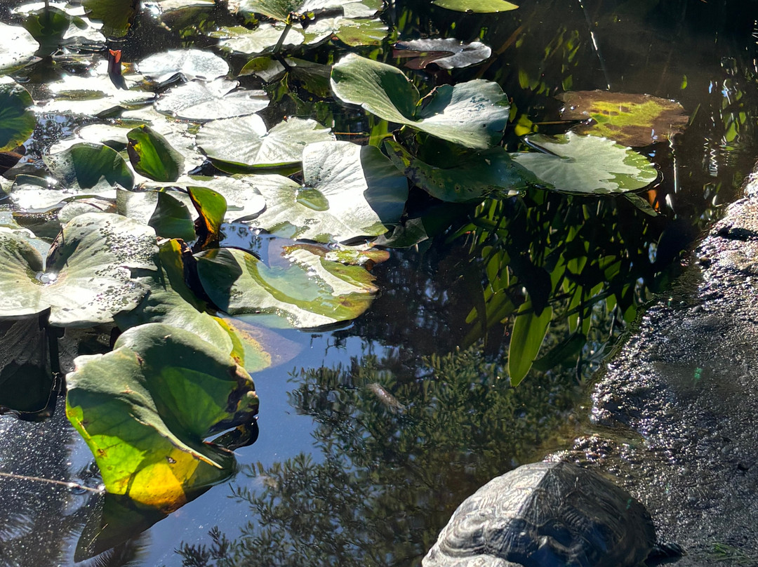Sukhumi Botanical Garden-Sukhumi必去景点