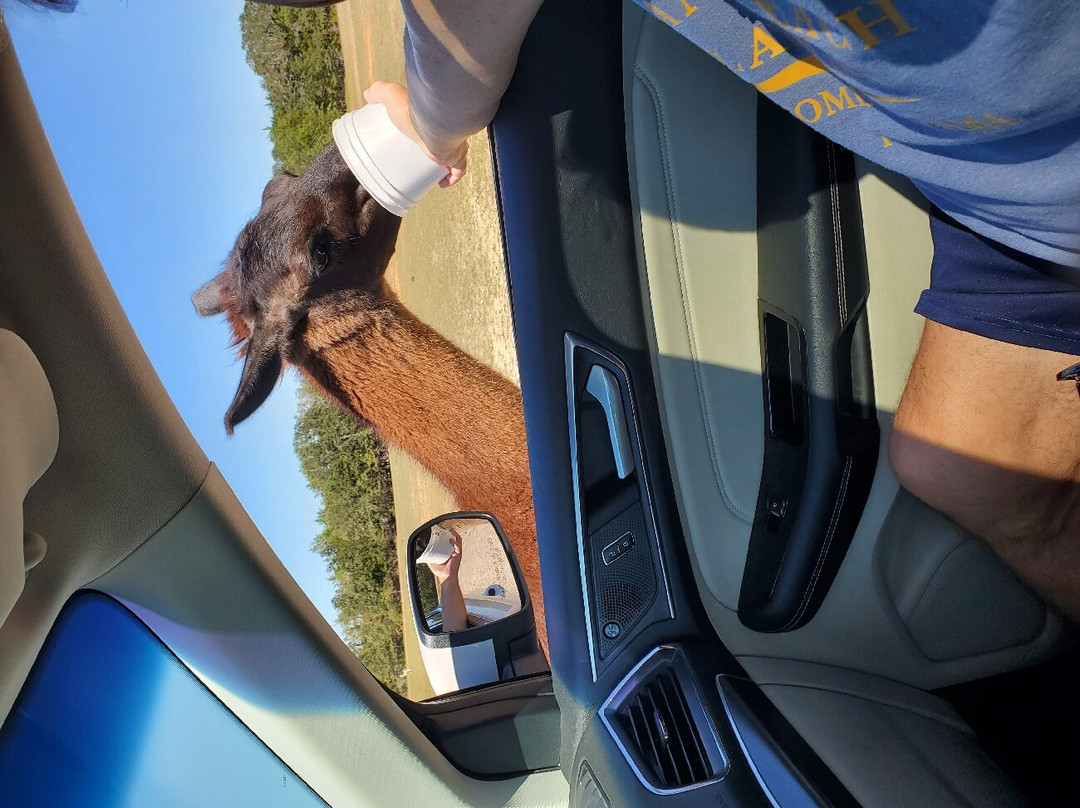 Texas Zoofari Park-Kaufman必去景点