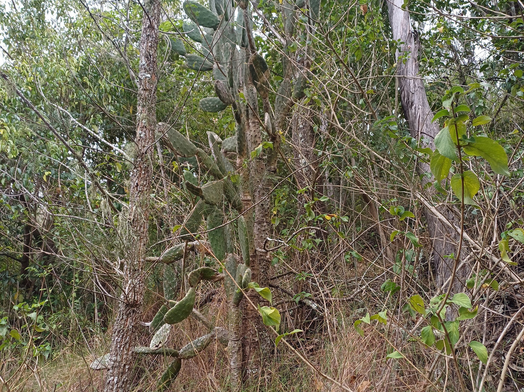 Glen Lomond Park景点图片