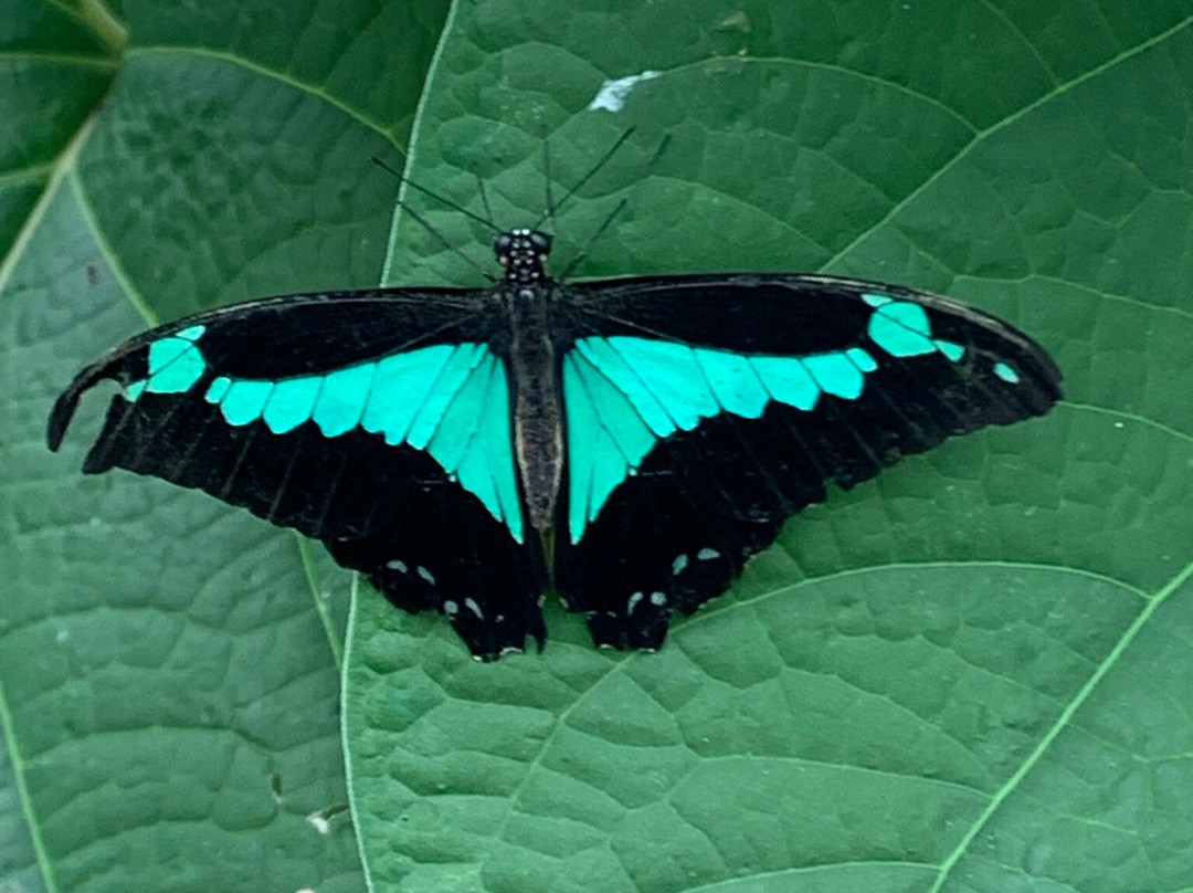 Butterfly Gardens @ Middleton Common Farm景点图片