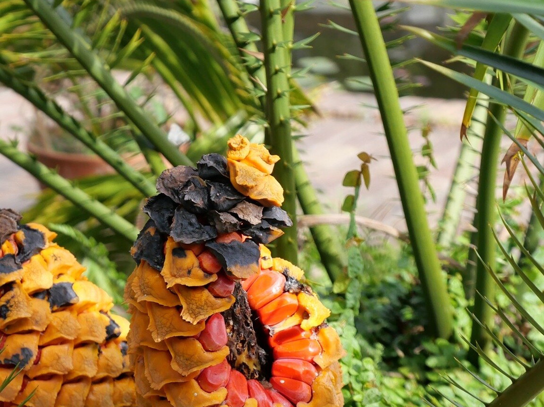 Stellenbosch University Botanical Garden-斯泰伦博斯必去景点