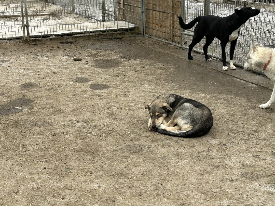 All Huskies-Kittilä必去景点