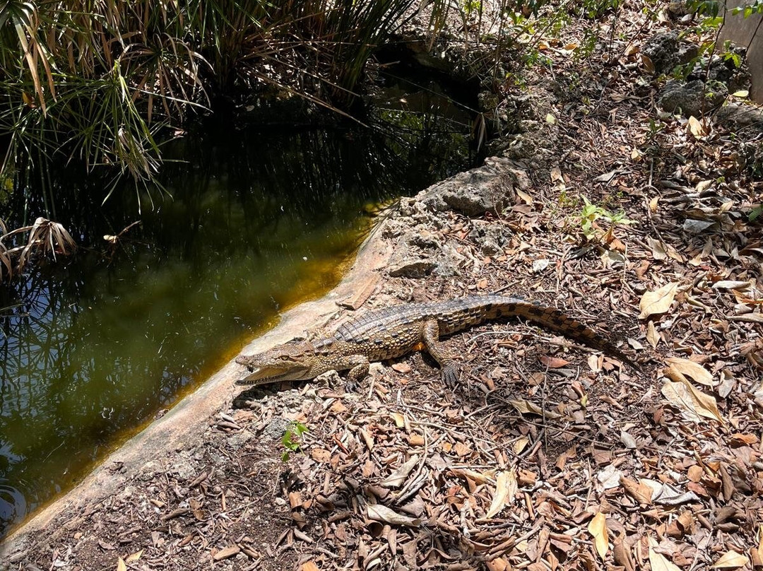 The Watamu Snake Farm-瓦塔木必去景点