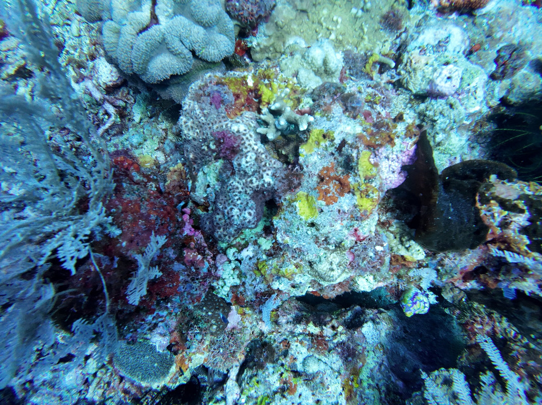 Compass Diving-Atauro必去景点