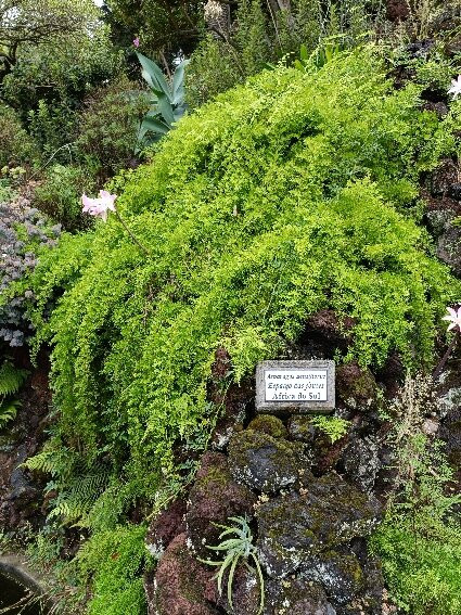 Duke of Terceira Garden-亚速尔群岛英雄港中心区必去景点