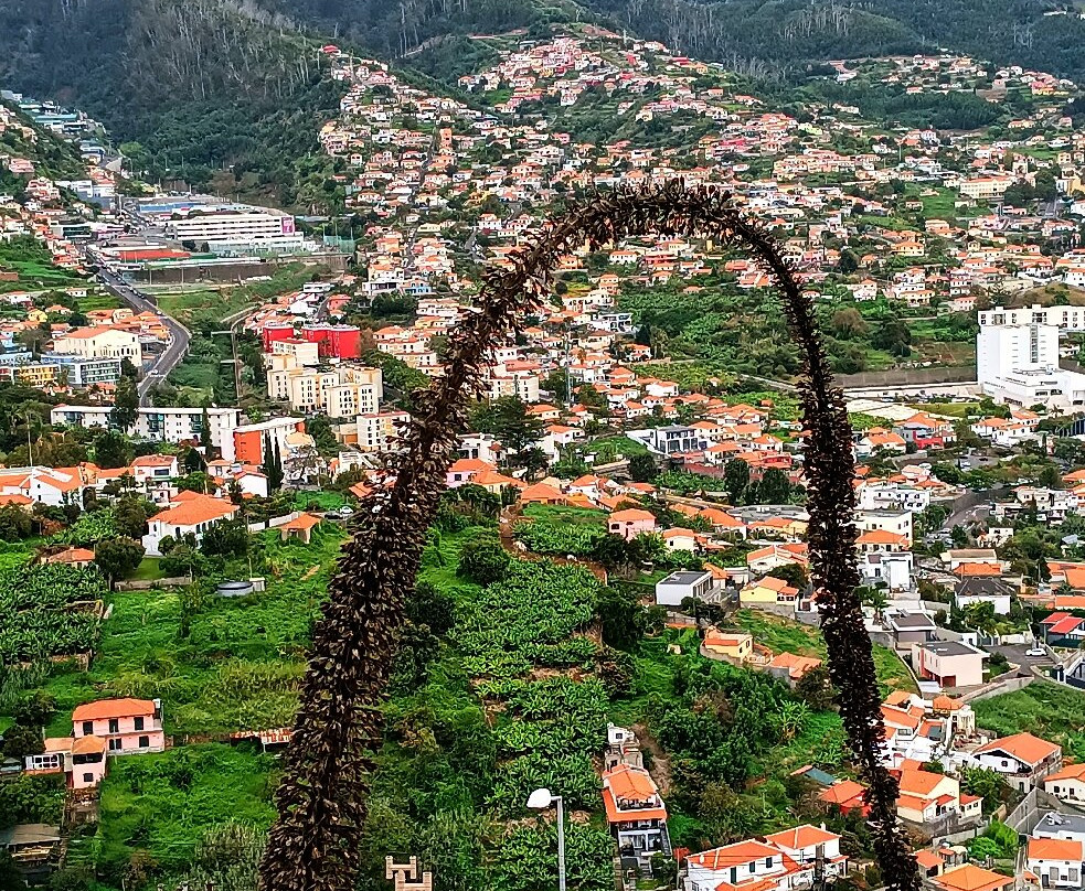Miradouro Pico Dos Barcelos-沙尔必去景点