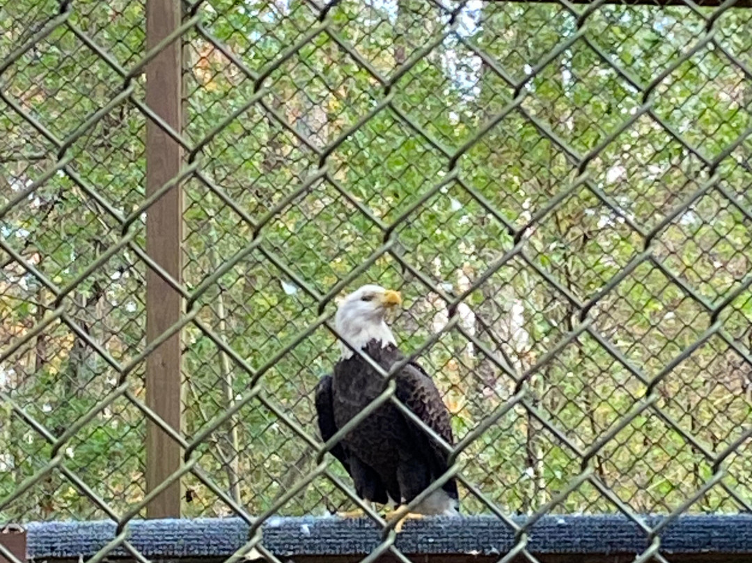 Carolina Raptor Center景点图片