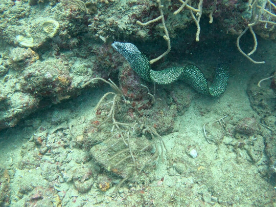 Reef Shepherd-圣玛尔塔必去景点