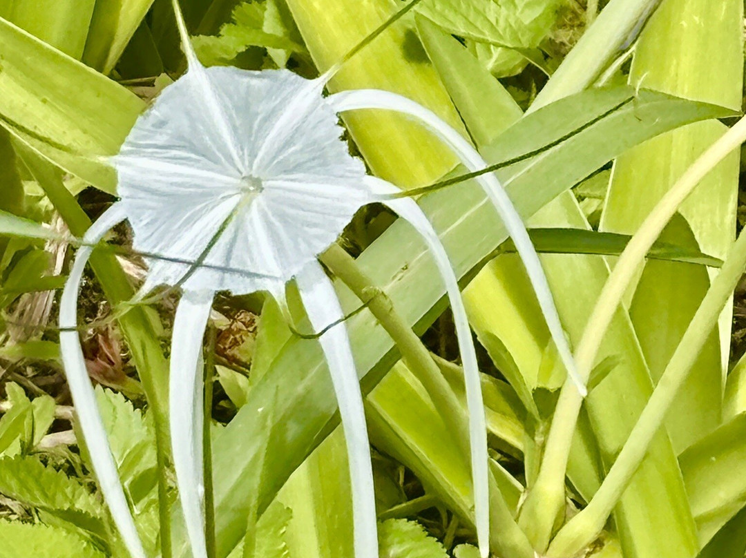 Isla Zapatillas-博卡斯德尔托罗必去景点